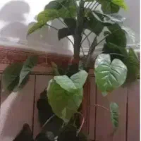 فروش میز تلویزیون، میز اتو، میز کامپیوتر، میزتحریر|کلکسیون و سرگرمی|زابل, |دیوار