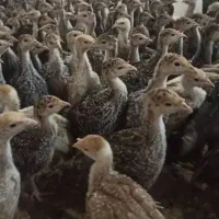 جوجه بوقلمون برنز و بوربن درجه1