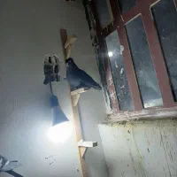 ا عدد سیاه کاکلی بازی کن