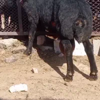 بره قوچ.|حیوانات مزرعه|باروق, |دیوار