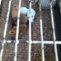 تعدادی همستر