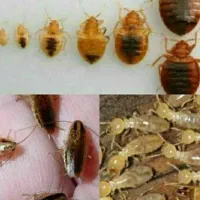 سم پاشی منازل سمپاشی اماکن تضمینی