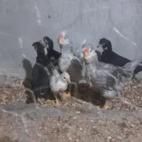 نیمچه گلین طوسی وپنگوئنی