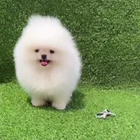 پامرانین بو فیس و تاینی پودل رنگ دارک رد