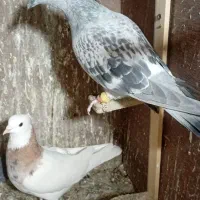 کبوتر|حیوانات|رفسنجان, |دیوار