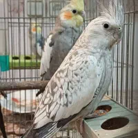 فروش پرنده|پرنده|سامان, |دیوار