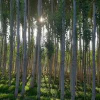 تدریس خصوصی  فقط ریاضی و فیزیک