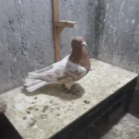 بلوار توس کفتر جفتگاه