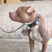 سگ پیتبول امریکن اصیل نر|سگ|تهران, نازیآباد|دیوار