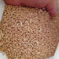 گندم کوهدشت|عمده‌فروشی|سرپل ذهاب, |دیوار