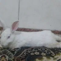 خرگوش|موش و خرگوش|قم, شهر قائم|دیوار