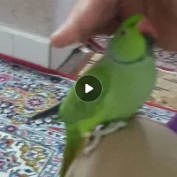 طوطی ملنگو سخنگو