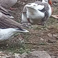 غاز|حیوانات مزرعه|نیر (اردبیل), |دیوار