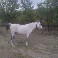 اسب