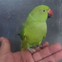 طوطی ملنگو|پرنده|برازجان, |دیوار