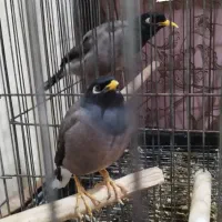 مرغ مینا سخنگو|پرنده|کرج, حصارک پایین|دیوار