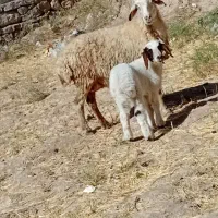 1راس میش درگ جوان زائده بره سنجابی جنس فروشی