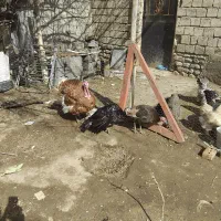 بوقلمون دو تا ماده یکی نر