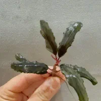 بوسفلاندرا