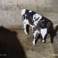 گاو مونت بیلیارد باگوساله نر جنس|حیوانات مزرعه|ماسال, |دیوار