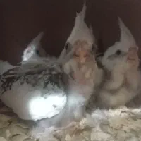 دوکت لوتینو و جوجه|پرنده|علی‌آباد کتول, |دیوار