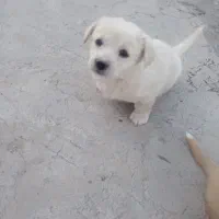 واگذاری         توله سگ پاکوتاه گلدن ریوتور|سگ|بومهن, |دیوار