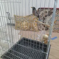 مرغ مینا|پرنده|اسلام‌شهر, صادقیه|دیوار