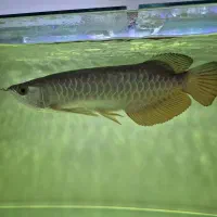 آروانا گلدن ردتیل|ماهی|کهریزک, |دیوار