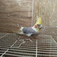 عروس هلندی نر دستی
