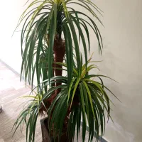 درخت نخل ، گل مصنوعی