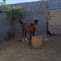 اسب دره شور
