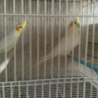 عروس هلندی مولد|پرنده|شیراز, سعدیه شمالی|دیوار