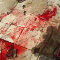 کله پاچه بره تمیز کرده تازه تازه یک ساعت پیش