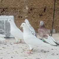 کفتر دو رگ نر پرشی ۱۰عدد