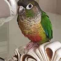 پذیرش سرپرستی پرنده در منزل