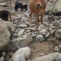 دو راس گاو آبستن با دو راس گوساله ماده سرحال|حیوانات مزرعه|پاپی, |دیوار