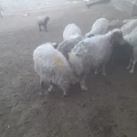 میش اوست جوان درشت|حیوانات مزرعه|تربت جام, جلگه موسی آباد|دیوار