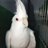 عروس هلندی آلبینو نر