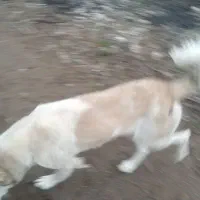 ماده سگ گلیی|سگ|دیلمان, |دیوار