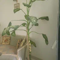 تعدادی گل آپارتمانی