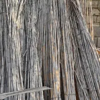 نی خشک یک ساله