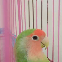 طوطی برزیلی