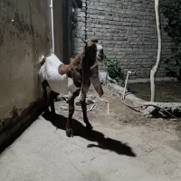 تکشاد پتیری|حیوانات مزرعه|صابری, |دیوار