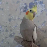 عروس هلندی نر سخنگو|پرنده|مشهد, گلبرگ شمالی|دیوار