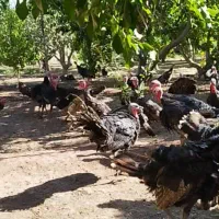بوقلمون طبیعی