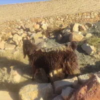 بزنر|حیوانات مزرعه|فریمان, |دیوار