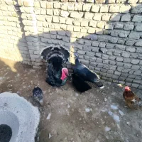 غازو بوقلمون|حیوانات مزرعه|شیروان (خراسان), |دیوار