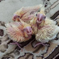 جوجه عروس هلندی|پرنده|فسا, |دیوار