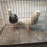 چند جفت طوقی و ۳عدد ساده سیاه|پرنده|مشهد, چهاربرج|دیوار