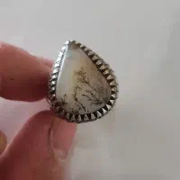 شجر بریزیلی سوزنی